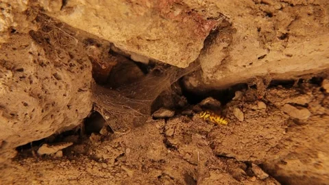 Yellow wasps nest in a cave wall. European wasp, yellow hornet, yellowjacket Stock Footage 157798653