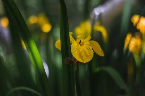 Yellow water iris blooms on a background of green foliage. Stock Photos