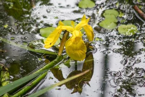 Yellow water iris reflected in the waters of the lagoon. Stock Photos