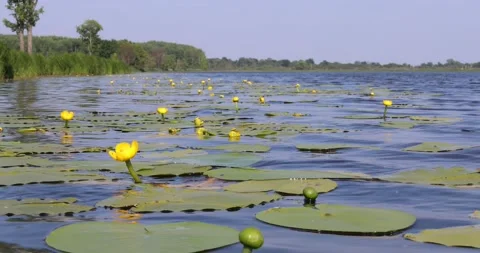 Yellow water lilies float on the surface of blue water Stock Footage 135564538