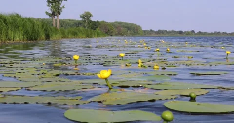 Yellow water lilies float on the surface of blue water Stock Footage 135564547