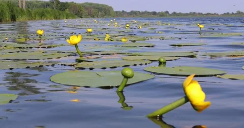 Yellow water lilies float on the surface of blue water Stock Footage 135564565