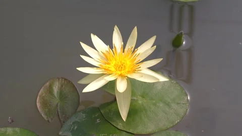 Yellow Water Lily full bloom surrounded lily pads pond. Nature Beauty. Stock Footage 288717045