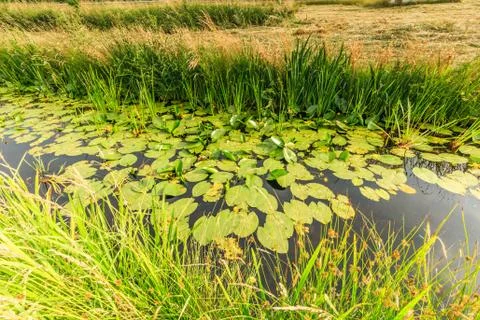 Yellow water-lily, Nuphar lutea, yellow flowering in natural environment Stock Photos