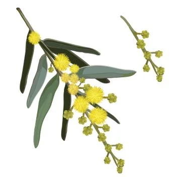 Yellow Wattle Stock Illustration