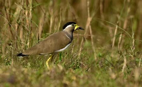 Yellow wattle lapwing birdhabitat Stock Photos