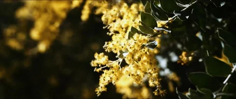 Yellow Wattle  Swaying in the Wind Video stock 154777416