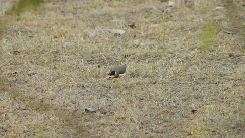 Yellow-Wattled Lapwing Stock Footage 205612566