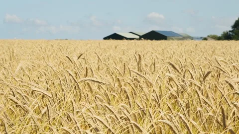 Yellow waving wheat on a field in summer with a farm on the horizon Stock Footage 248644091