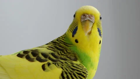 Yellow wavy parakeet slightly flapping its wings and turning its head to the Stock Footage 233571658