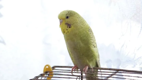 Yellow wavy parrot on a background the tree of Christmas. Stock Footage 87617004