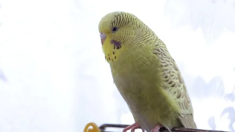 Yellow wavy parrot on a background the tree of Christmas. Stock Footage 87617008