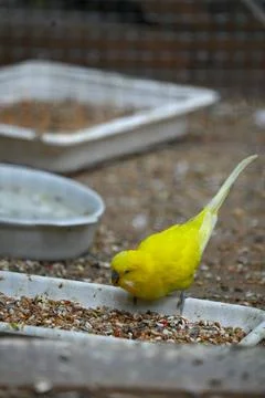 Yellow wavy parrot eats from the trough. Stock Photos