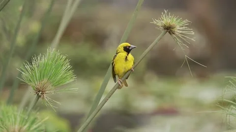 A yellow weaver bird is fluttering its wings, then flies off. Vídeos de archivo 220081024