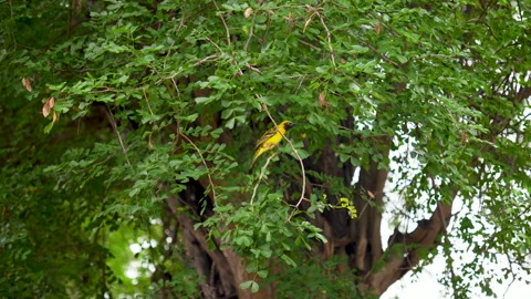 Yellow weaver bird perched on tree branch in natural habitat. Stock Footage 302121539