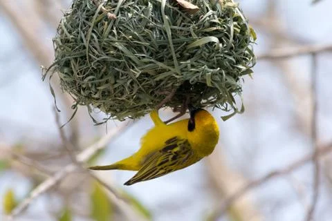 Yellow weaver bird. Stock Photos