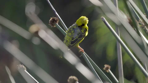 Yellow weaver bird preening. Stock Footage 149806104