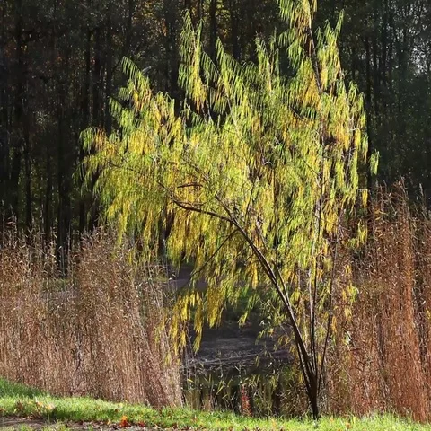 Yellow weeping willow Stock Footage 69486101