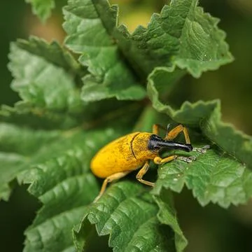 Yellow weevil exploring green leaf in nature macro photography Fotos de archivo