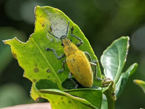 Yellow weevil on a green leaf Stock Photos