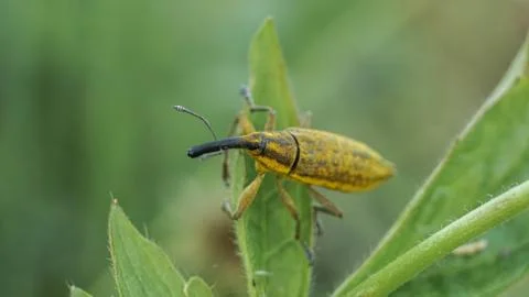 Yellow weevil sits on the grass, selective focus image Stock Photos