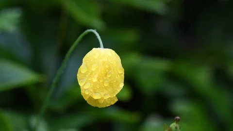 Yellow Welsh poppy in rain Stock Footage 121205247