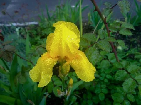 Yellow wet iris Stock Photos