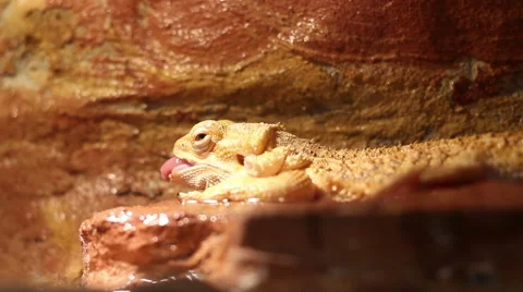 Yellow Wet Lizard Stock Footage 45535083