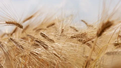 Yellow wheat in the background of the sky. Close-up of ripe wheat. Stock Footage 205122411