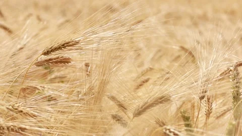 Yellow wheat in the background of the sky. Stock Footage 205122426