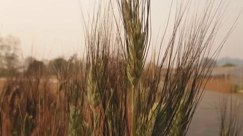 Yellow wheat ears in field background. Wheat field. Barley field. Stock Footage 152806398