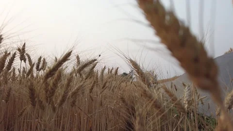Yellow wheat ears in field background. Wheat field. Barley field. Stock Footage 152806497