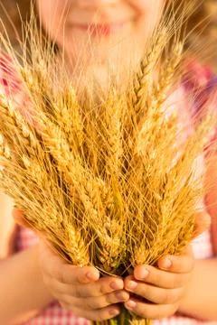 Yellow wheat ears in hands Stock Photos
