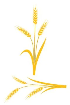 Yellow wheat ears on a white background Illustrazione stock