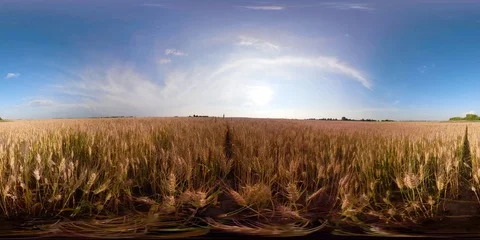 Yellow wheat field 360VR Stock Footage 92758997