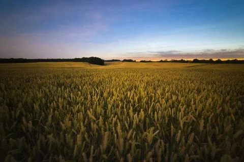 Yellow wheat field at bright cloudy night Stock Photos