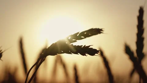 Yellow wheat field, ears of wheat swaying in wind. Ripe wheat harvest. Golden Stock Footage 306619475