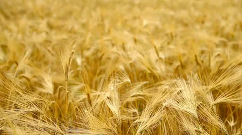 Yellow wheat field. Stock Footage 39338446
