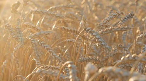 Yellow Wheat In Field Stock Footage 65263303