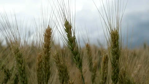 Yellow wheat field Stock Footage 100544437