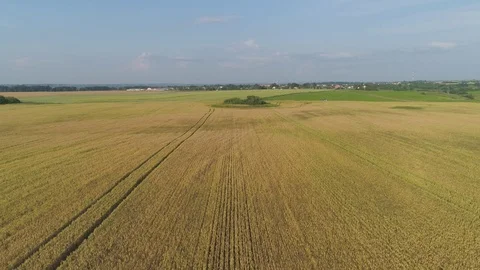 Yellow wheat field Stock Footage 114873248