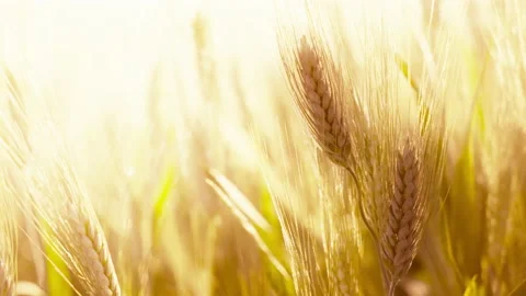 Yellow wheat field in italy Stock Footage 144354576