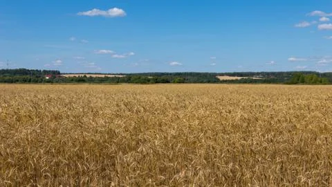Yellow wheat field Stock Photos