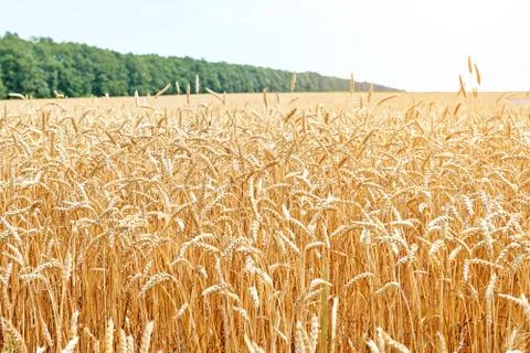 Yellow wheat field Stock Photos