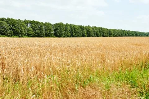Yellow wheat field Foto stock