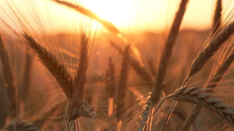 Yellow Wheat In Field on sunset Stock Footage 65263344