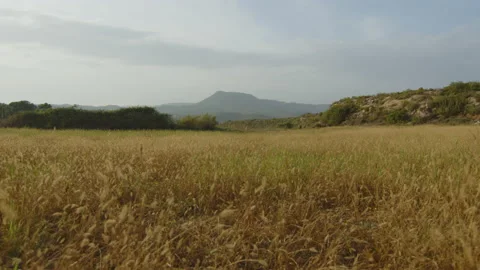 Yellow wheat in a field surrounded by greenery with a mountain behind, in Spain Stock Footage 221271730