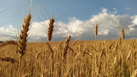 Yellow wheat field under clouds Video stock 178047480