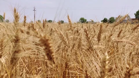 Yellow Wheat Field Wind Close Up Stock-Footage 256980714
