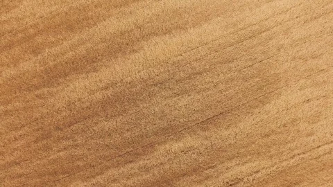 Yellow wheat fields, aerial video Stock Footage 77522769